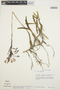 Epidendrum blepharistes Barker ex Lindl., PERU, T. C. Plowman 5625, F