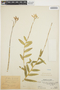 Epidendrum catillus Rchb. f. & Warsz., PERU, Ll. Williams 5981, F