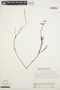 Epidendrum fimbriatum Kunth, VENEZUELA, P. E. Berry 121, F