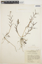Epidendrum fimbriatum Kunth, COLOMBIA, F. A. Barkley 1440, F