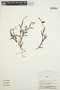 Epidendrum fimbriatum Kunth, ECUADOR, L. Werling 222, F