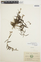Epidendrum fimbriatum Kunth, ECUADOR, M. Acosta-Solis 8220, F