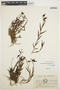 Epidendrum fimbriatum Kunth, ECUADOR, M. Acosta-Solis 8085, F