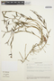 Epidendrum fimbriatum Kunth, ECUADOR, A. Freire Fierro 373, F