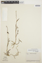 Epidendrum fimbriatum Kunth, ECUADOR, J. A. Steyermark 52472, F