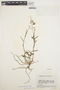 Epidendrum fimbriatum Kunth, ECUADOR, J. A. Steyermark 52472, F