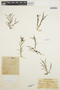 Epidendrum fimbriatum Kunth, ECUADOR, Y. Mexía 6953, F