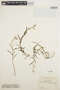 Epidendrum fimbriatum Kunth, ECUADOR, O. L. Haught 3161, F