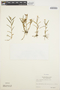 Epidendrum fimbriatum Kunth, ECUADOR, E. Asplund 18326, F