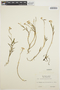Epidendrum fimbriatum Kunth, ECUADOR, E. Asplund 8664, F
