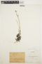 Epidendrum fimbriatum Kunth, ECUADOR, 13, F