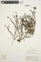 Epidendrum fimbriatum Kunth, ECUADOR, C. H. Dodson 12085, F