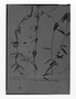 Field Museum photo negatives collection; Genève specimen of Blepharodon angustifolium Malme, PARAGUAY, É. Hassler 4008, Type [status unknown], G