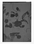 Field Museum photo negatives collection; Genève specimen of Oxypetalum balansae Malme, PARAGUAY, B. Balansa 1336, Isolectotype, G