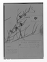 Field Museum photo negatives collection; Genève specimen of Oxypetalum lineare Decne., ARGENTINA, F. Schickendantz 181, G