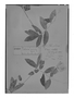 Field Museum photo negatives collection; Genève specimen of Cobaea minor M. Martens & Galeotti, MEXICO, H. G. Galeotti 1447, Type [status unknown], G