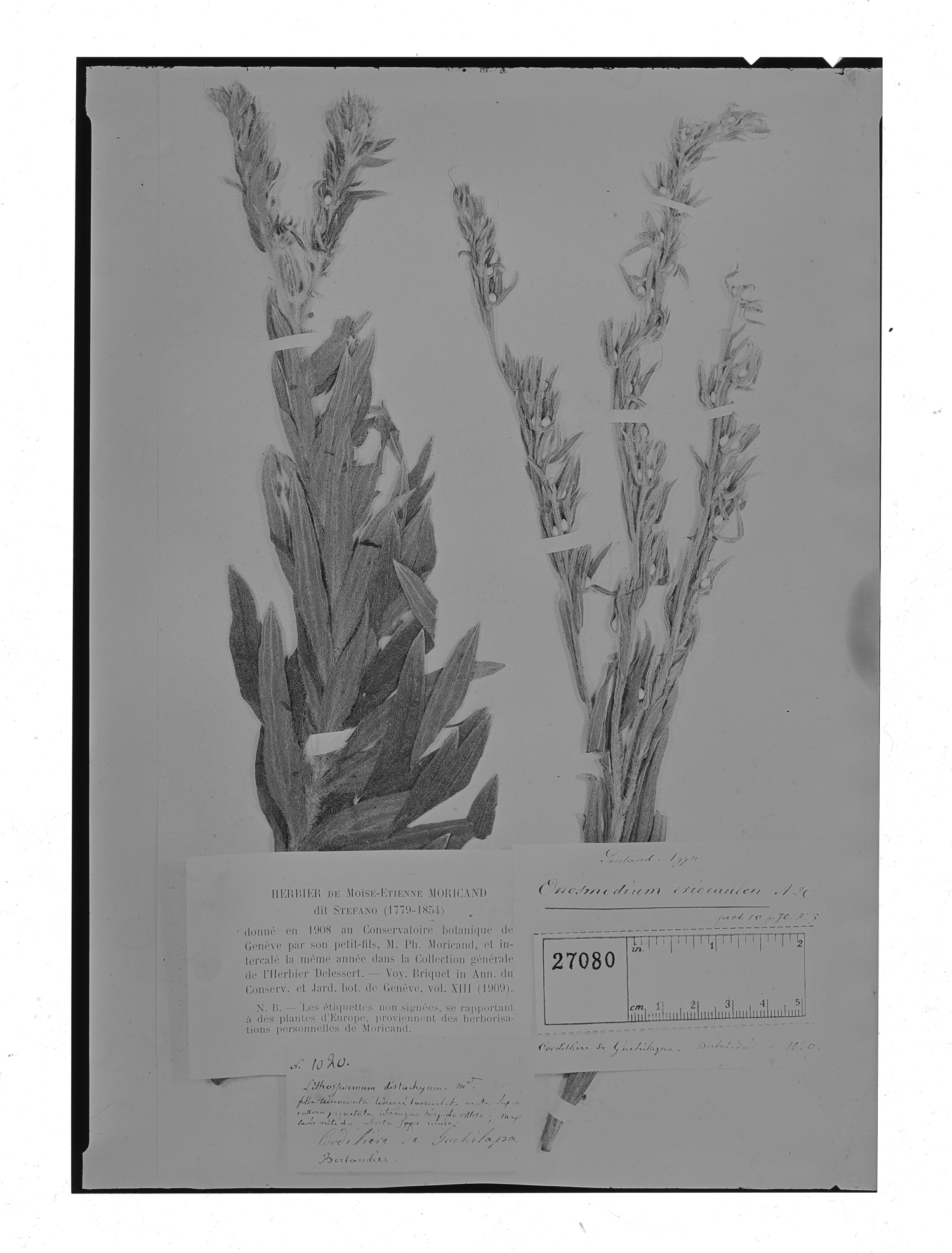 Lasiarrhenum trinervium image