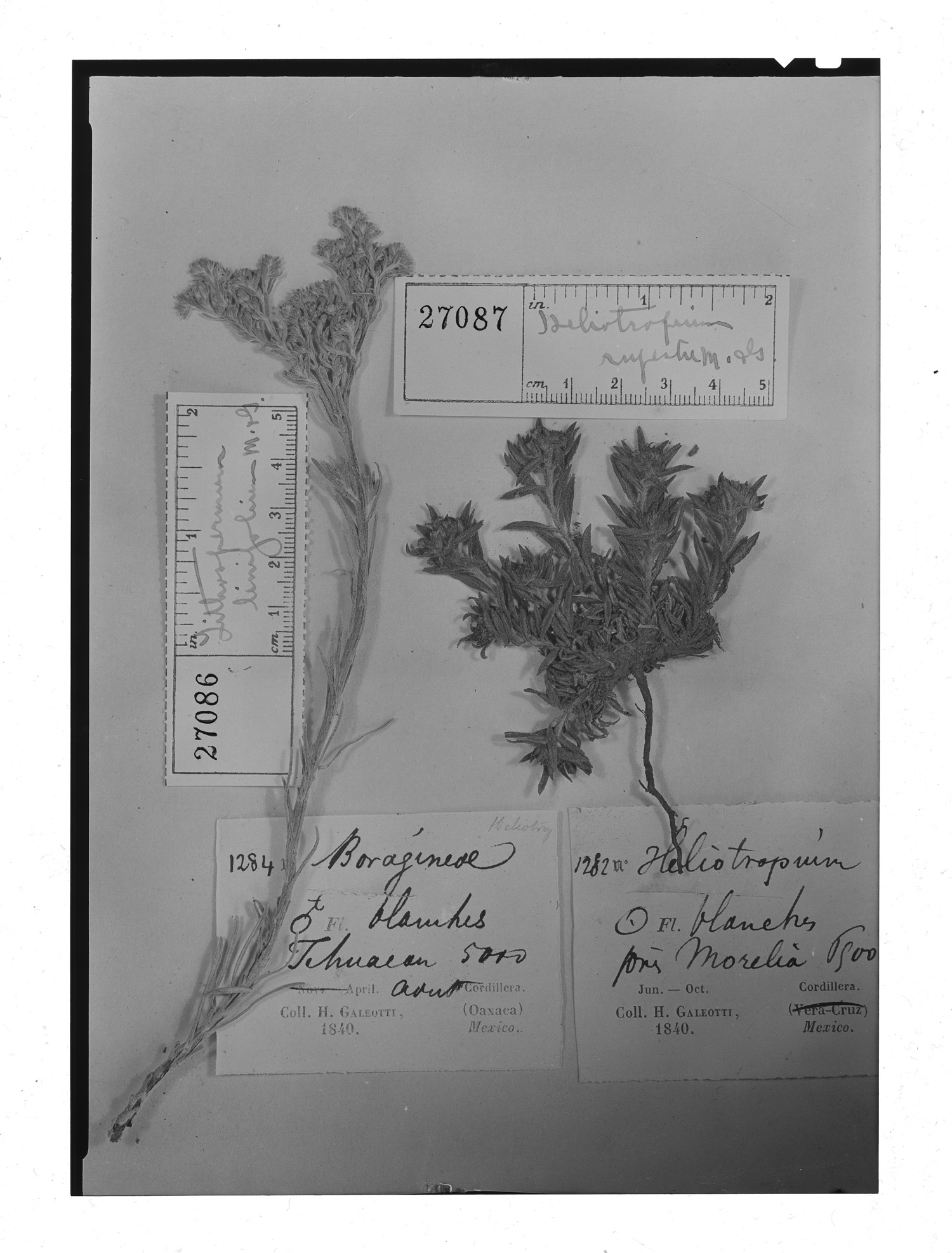 Heliotropium limbatum image