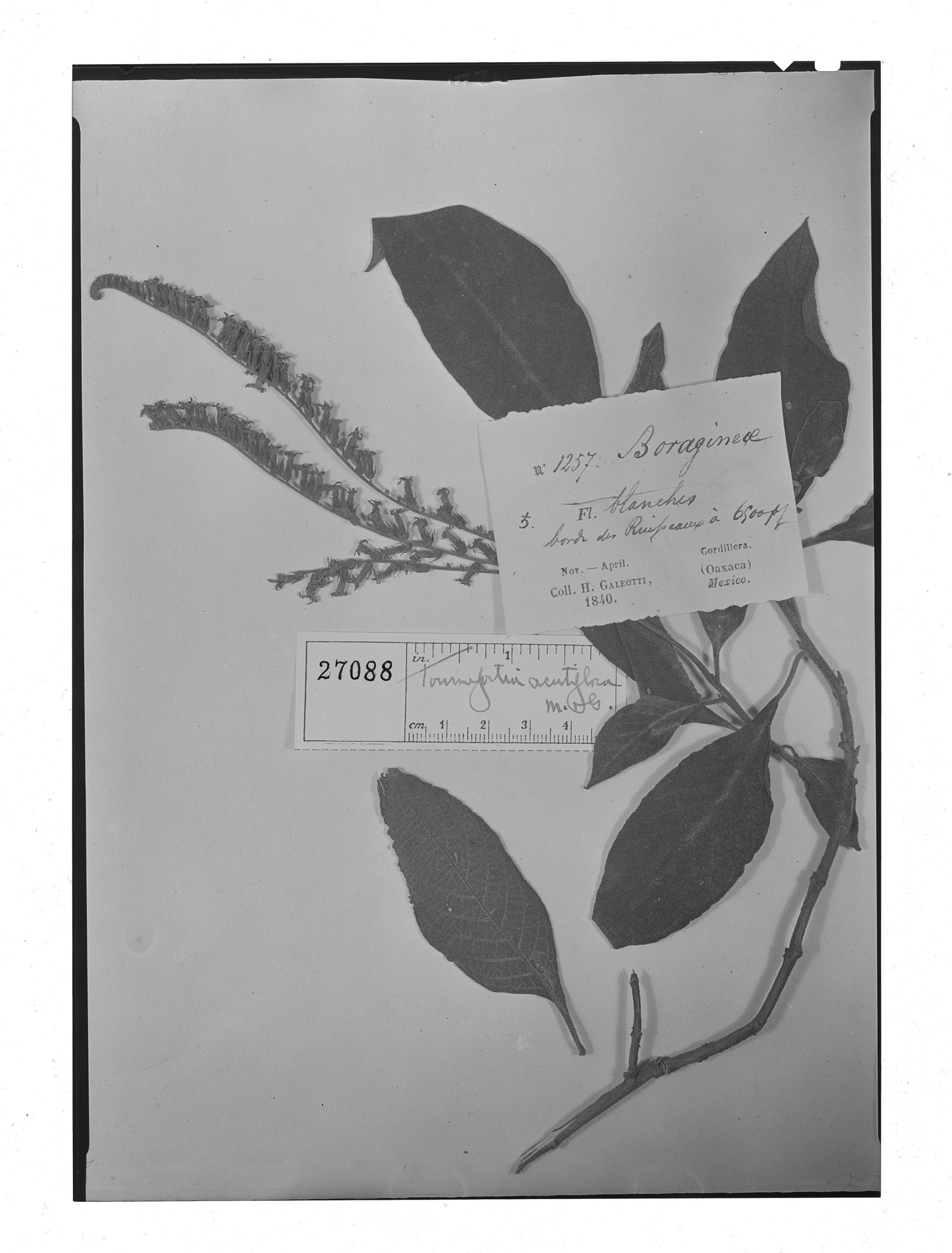 Tournefortia acutiflora image