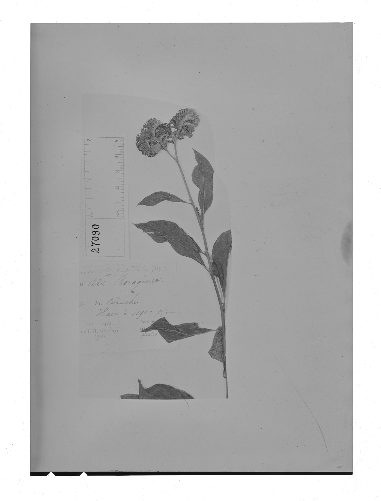 Tournefortia capitata image
