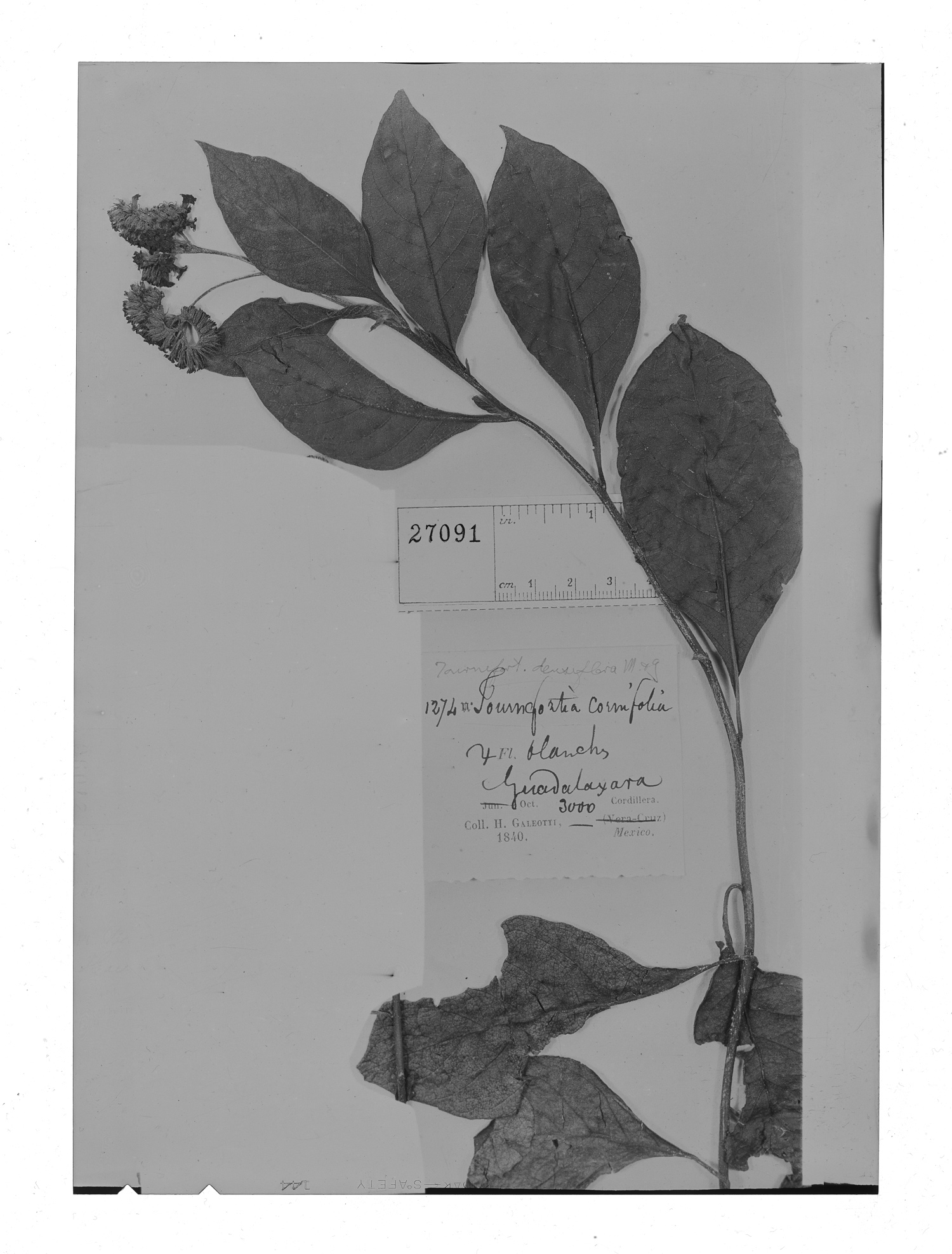 Tournefortia densiflora image