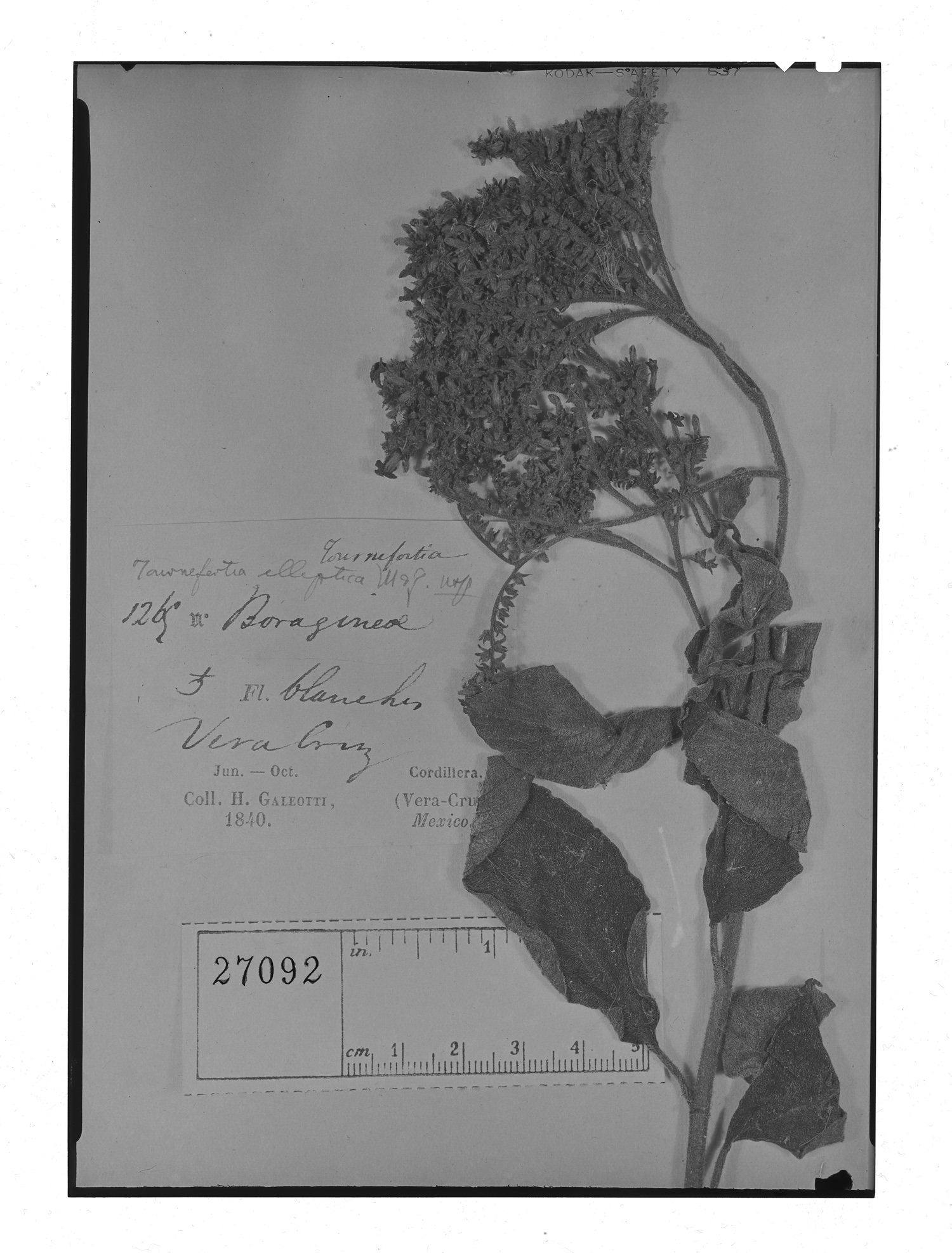 Tournefortia hirsutissima image