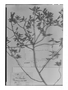 Field Museum photo negatives collection; Genève specimen of Cordia brevispicata M. Martens & Galeotti, MEXICO, H. G. Galeotti 7192, Type [status unknown], G