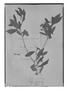 Field Museum photo negatives collection; Genève specimen of Cordia foliosa M. Martens & Galeotti, MEXICO, H. G. Galeotti 7094, Type [status unknown], G