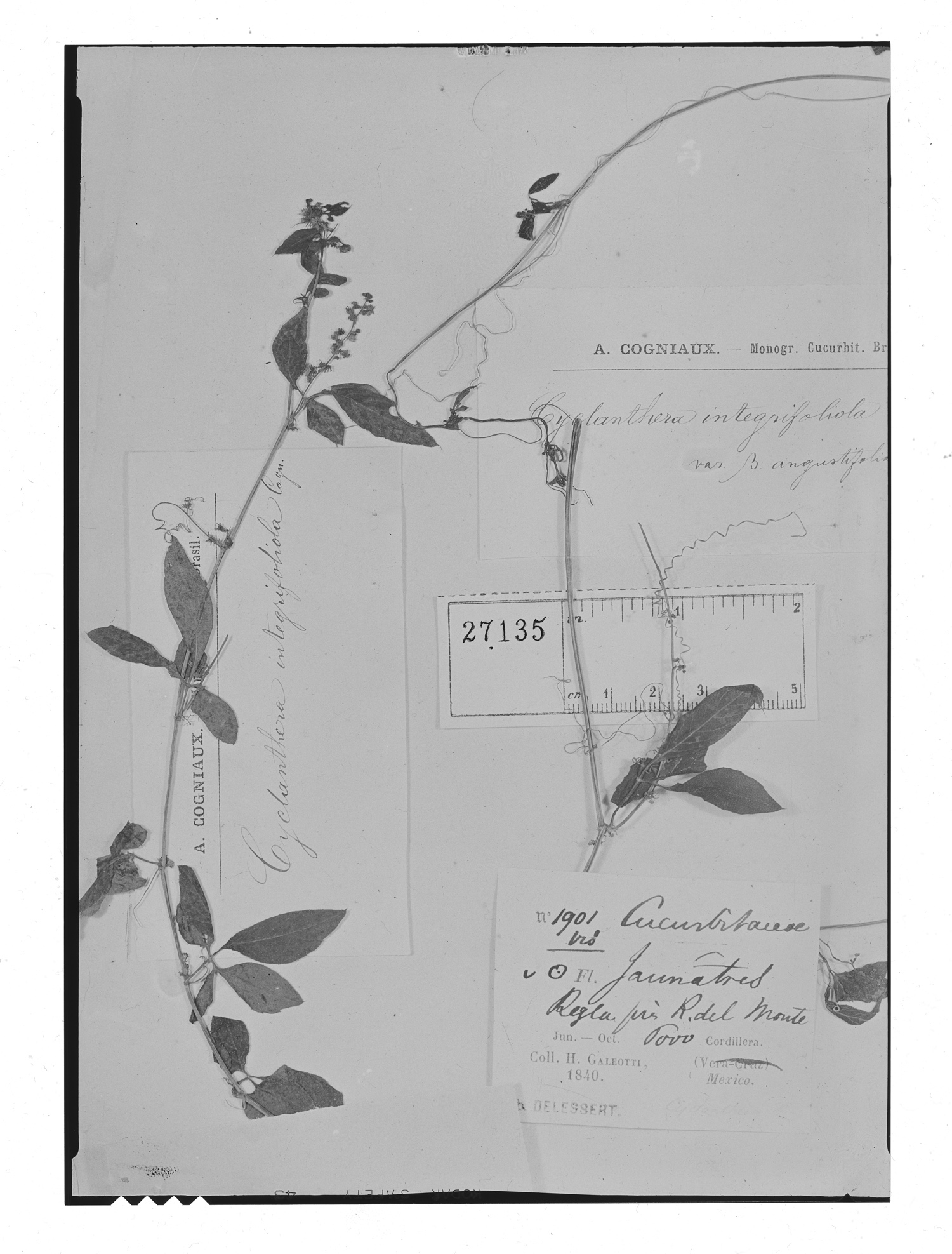Cyclanthera integrifoliola image