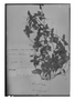 Field Museum photo negatives collection; Genève specimen of Cyclanthera mathewsii Arn. ex A. Gray, PERU, Abadia, Type [status unknown], G