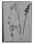 Field Museum photo negatives collection; Genève specimen of Valeriana bridgesii Hook. & Arn., CHILE, T. C. Bridges, Type [status unknown], G