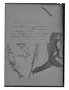 Field Museum photo negatives collection; Genève specimen of Valeriana glomerulosaii Briq., ARGENTINA, K. Bettfreund, Type [status unknown], G