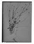 Field Museum photo negatives collection; Genève specimen of Valeriana gracilipes Clos, CHILE, C. Gay 1096, Type [status unknown], G