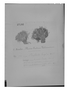 Field Museum photo negatives collection; Genève specimen of Valeriana hispida Turcz., BOLIVIA, G. Mandon 321, Type [status unknown], G