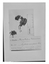 Field Museum photo negatives collection; Genève specimen of Valeriana inconspicua Höck, BOLIVIA, G. Mandon 322, Type [status unknown], G