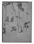 Field Museum photo negatives collection; Genève specimen of Valeriana mexicana DC., MEXICO, J. L. Berlandier, Type [status unknown], G