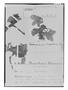 Field Museum photo negatives collection; Genève specimen of Valeriana psychrophila Briq., BOLIVIA, G. Mandon 307, Type [status unknown], G