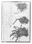 Field Museum photo negatives collection; Genève specimen of Valeriana soratinsis Briq., BOLIVIA, G. Mandon 323, Type [status unknown], G