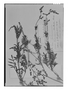 Field Museum photo negatives collection; Genève specimen of Valeriana stuckertii Briq., ARGENTINA, T. J. V. Stuckert 12063, Type [status unknown], G