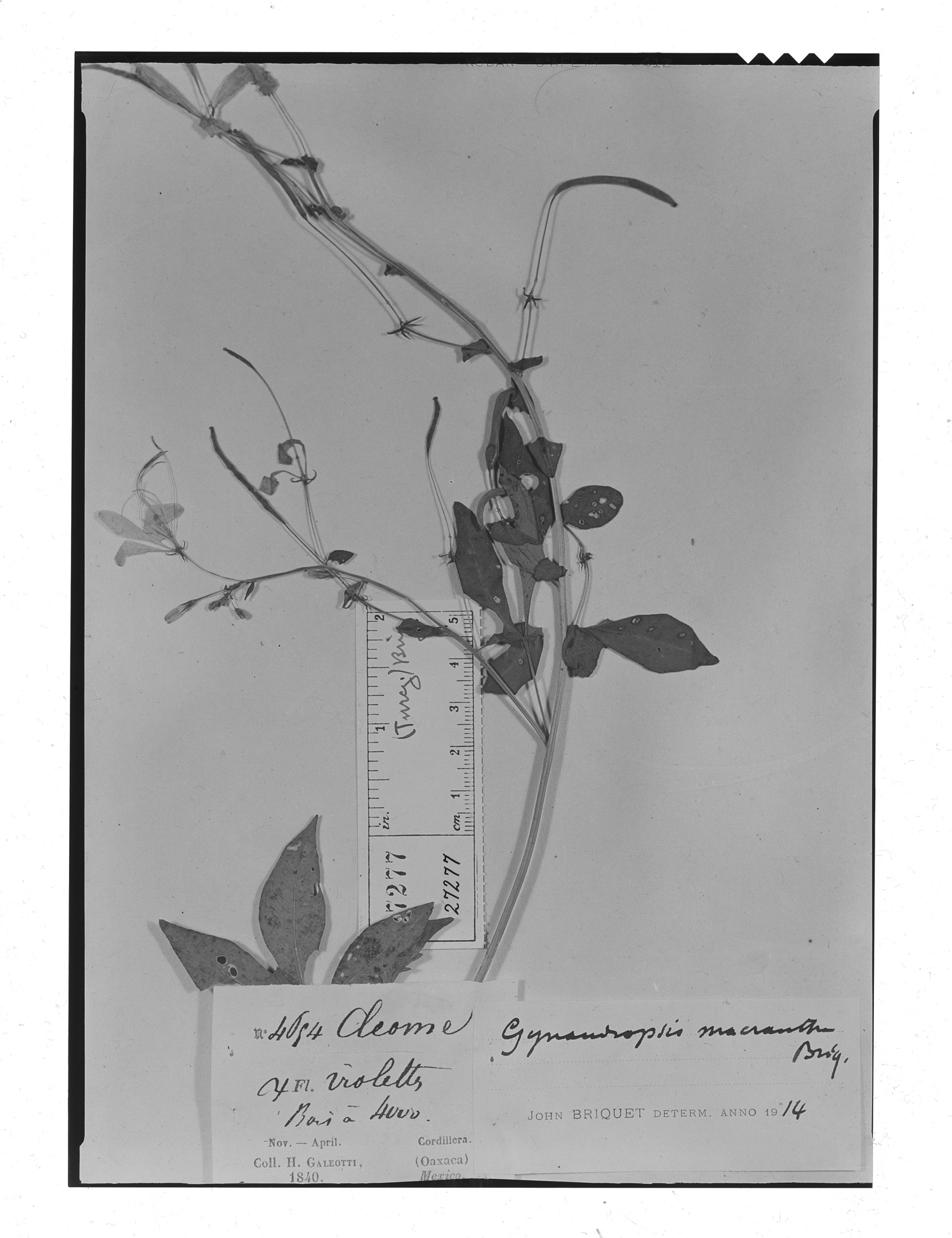Cleome macrantha image