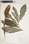Herbarium Sheet V0415209F