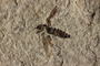 PE 81657 close up Plecia peali, Eocene, United States of America, Wyoming, Lincoln, Fossil Butte Member of the Green River Formation