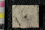 PE 81661 Plecia peali, Eocene, United States of America, Wyoming, Lincoln, Fossil Butte Member of the Green River Formation