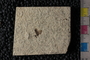PE 81662 Plecia peali, Eocene, United States of America, Wyoming, Lincoln, Fossil Butte Member of the Green River Formation