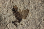 PE 81662 closeup Plecia peali, Eocene, United States of America, Wyoming, Lincoln, Fossil Butte Member of the Green River Formation