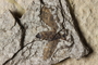 PE 81663a closeup Plecia peali, Eocene, United States of America, Wyoming, Lincoln, Fossil Butte Member of the Green River Formation