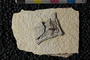 PE 81663 Plecia peali, Eocene, United States of America, Wyoming, Lincoln, Fossil Butte Member of the Green River Formation