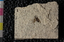PE 81664 Plecia peali, Eocene, United States of America, Wyoming, Lincoln, Fossil Butte Member of the Green River Formation