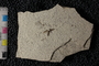 PE 81666 Plecia peali, Eocene, United States of America, Wyoming, Lincoln, Fossil Butte Member of the Green River Formation