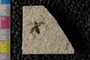 PE 81668 Plecia peali, Eocene, United States of America, Wyoming, Lincoln, Fossil Butte Member of the Green River Formation